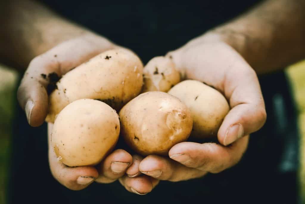 Potato